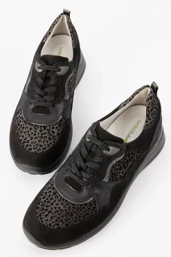 H Rosa 760002