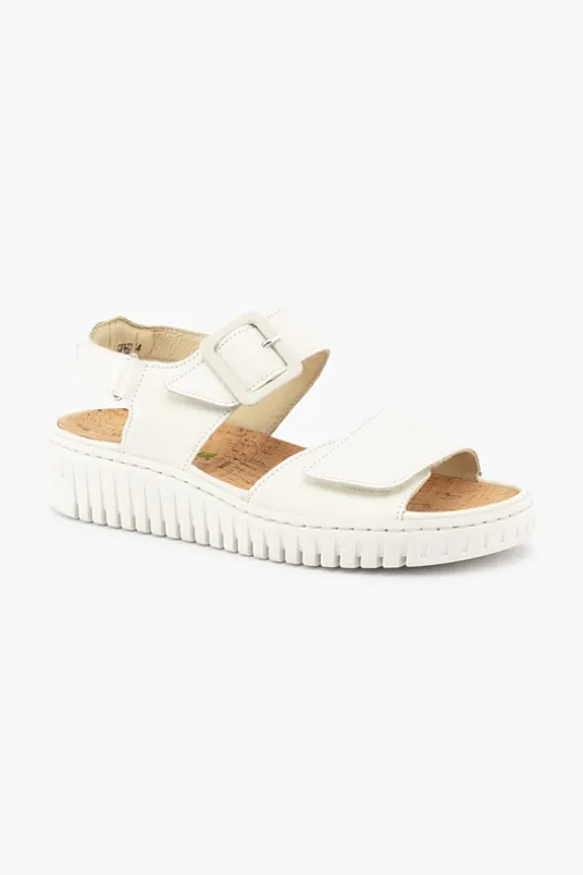 Willow 955004