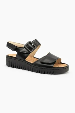 Willow 955004