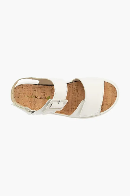 Willow 955004