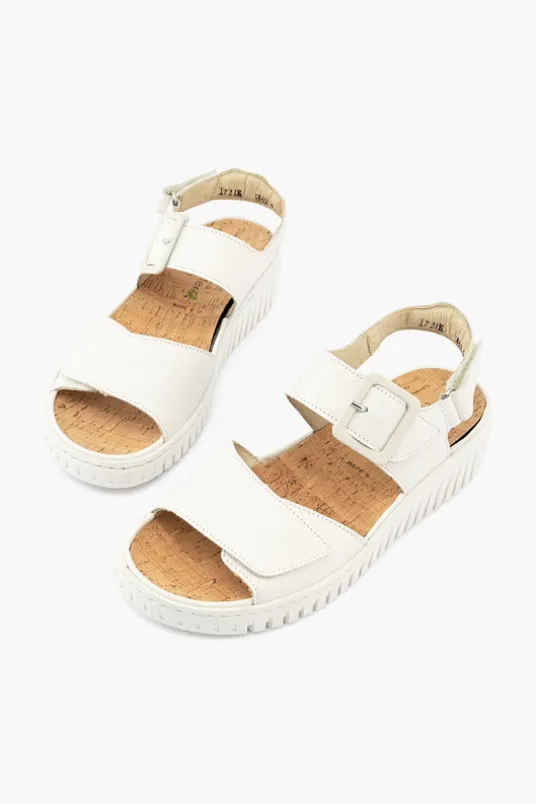 Willow 955004